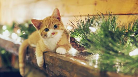 森林里的猫 森林里的猫
