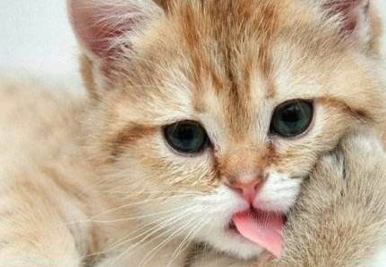 ʥ��ܼ�