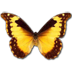 ǰ��������appv1.0 ��׿��