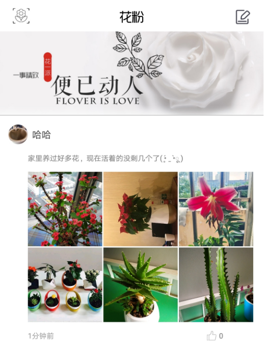 花一派 花一派