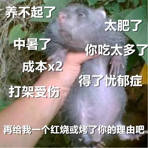 竹鼠活下去是什么游戏 当华农兄弟竹鼠梗做成游戏 竹鼠活下去是什么游戏 当华农兄弟竹鼠梗做成游戏