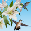 Birds��������ǽֽv1.2.1 ��׿��