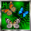 Butterfly Live Wallpaper������̬����v1.1 ��׿��