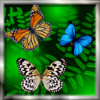Butterfly Live Wallpaper蝴蝶动态主题v1.1 安卓版