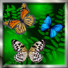 Butterfly Live Wallpaper������̬����v1.1 ��׿��
