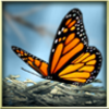 Season Zen Free��ɫ���ڶ�̬����v1.5 ��׿��