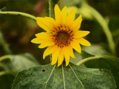 2019�������ں���΢�����ִ�ȫ ������־�����������Ůͨ��