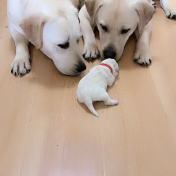 迷宠圈 迷宠圈