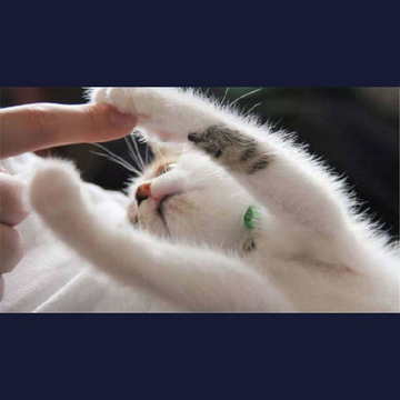 ��ʵ��