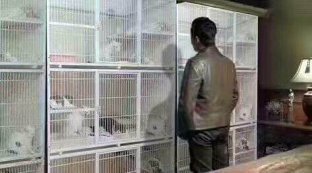 人民的猫奴表情包大全 人民的猫奴表情包大全