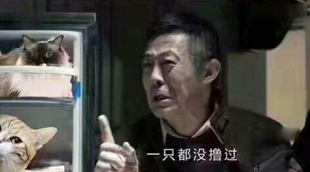人民的猫奴表情包大全 人民的猫奴表情包大全