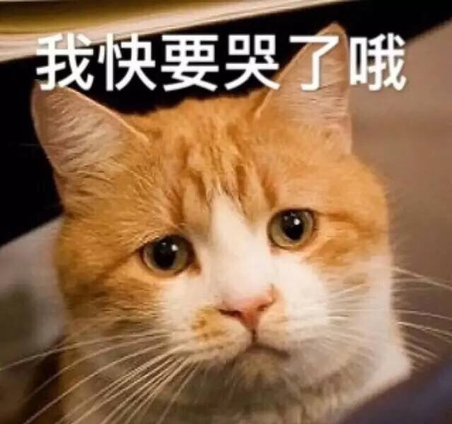 人民的猫奴表情包大全 人民的猫奴表情包大全