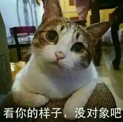 人民的猫奴表情包大全 人民的猫奴表情包大全