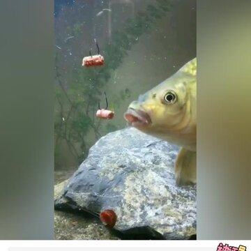 ��и�Ц