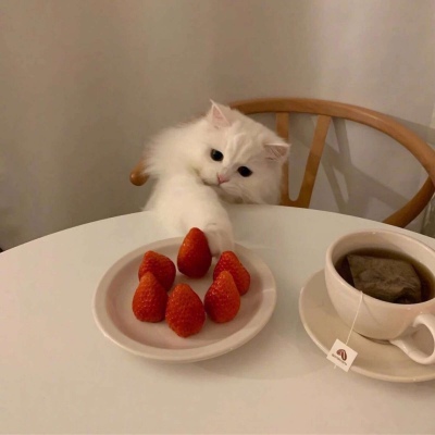 ����qq����ͷ��è�����һ�� �Ұ��ļ���������
