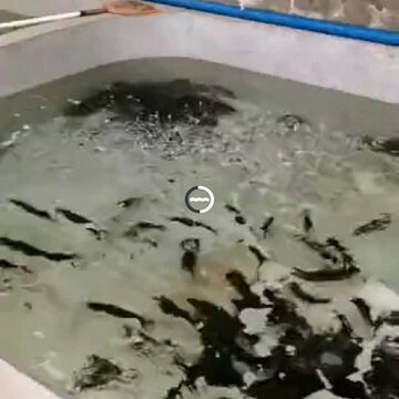 ����