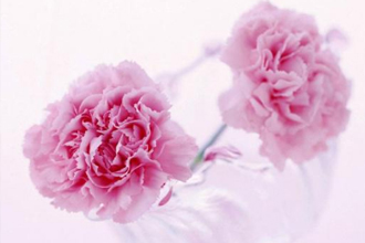 2019�͸�ĸ�׽ڵĺþ��� 512ĸ�׽�ף����30��