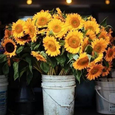 2019�����ϰ���ӭ���°����˵˵ �����������Ȧ˵˵��ȫ