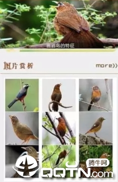 Birdlife of New Zealand����������v5.2 ��׿��