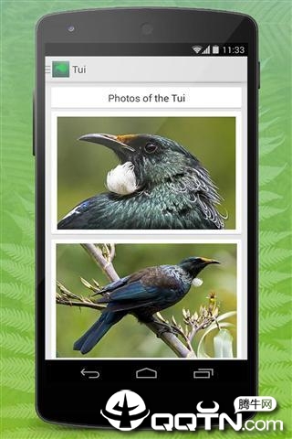 Birdlife of New Zealand����������v5.2 ��׿��