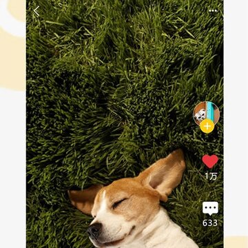我爱它它 我爱它它