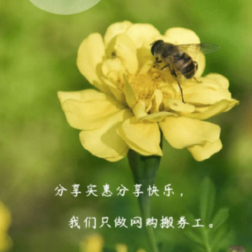 知麻王国 知麻王国