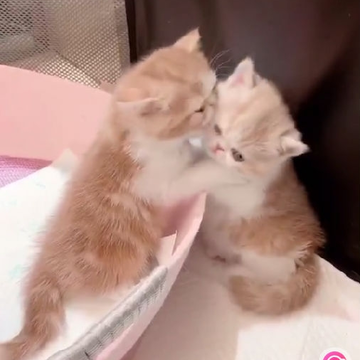 播萝短视频 播萝短视频