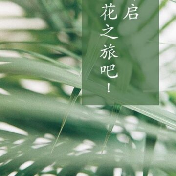 花眼 花眼