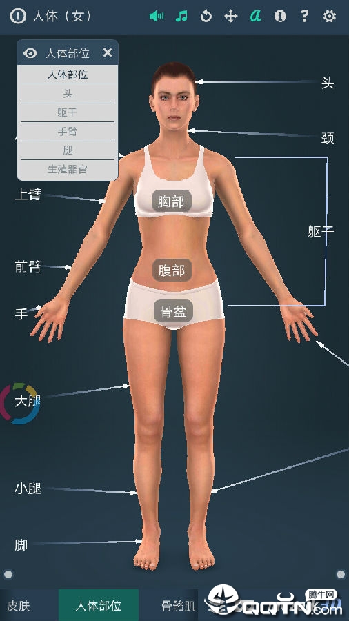 人体解剖女性 人体解剖女性