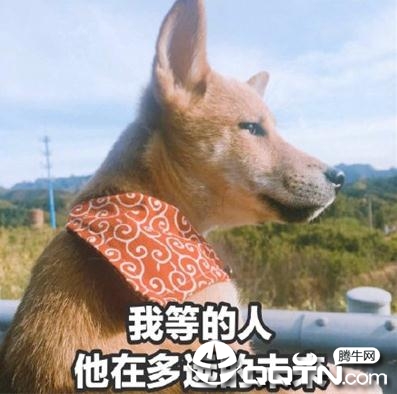 七夕情人节单身狗头像大全 七夕情人节单身狗头像大全