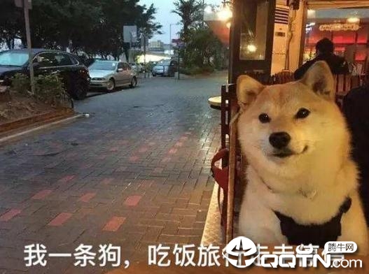 七夕情人节单身狗头像大全 七夕情人节单身狗头像大全