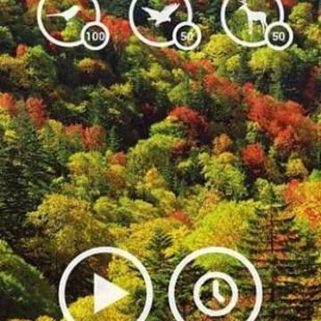 森林之声FOREST SOUND 森林之声FOREST SOUND