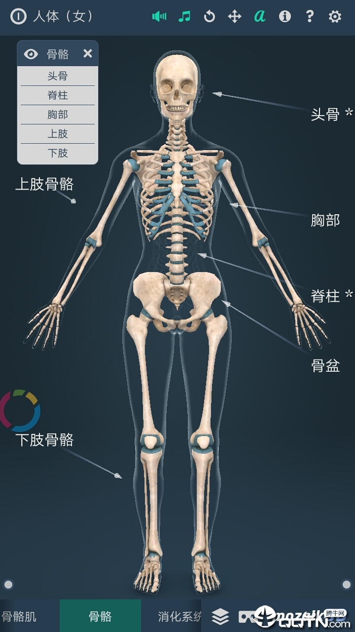 Human body (female)�������Ů��v1.0 ��׿��