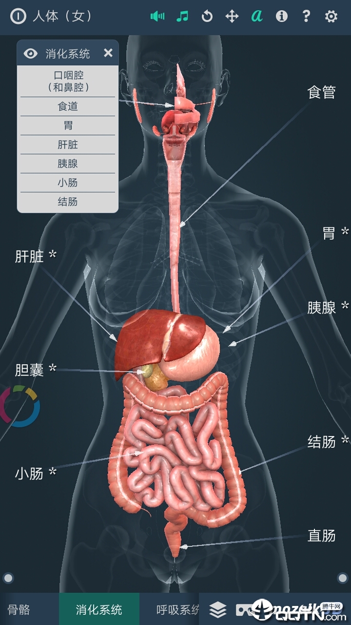 Human body (female)�������Ů��v1.0 ��׿��