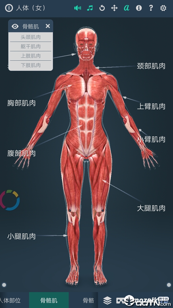 Human body (female)�������Ů��v1.0 ��׿��