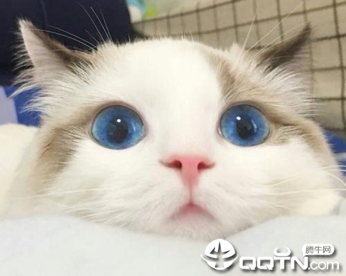 ����ߣ��