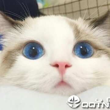 ����ߣ��