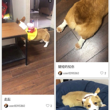坚果墙 坚果墙