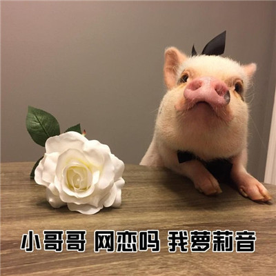 һ���Ƥ��΢�ž�ѡ����ɰ��ı���� Ƥ��û�����ѵ���Ȥ����