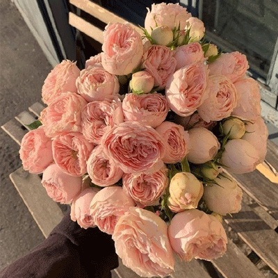 �ܺÿ���������Ψ������ͼƬ ������ѧ����Ϣ�����Ƿ���