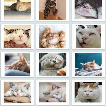 萌猫翻译神器 萌猫翻译神器