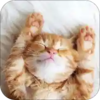 ��è��������v1.1.9 �ֻ���