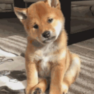 ��������appv1.0.8 ���°�