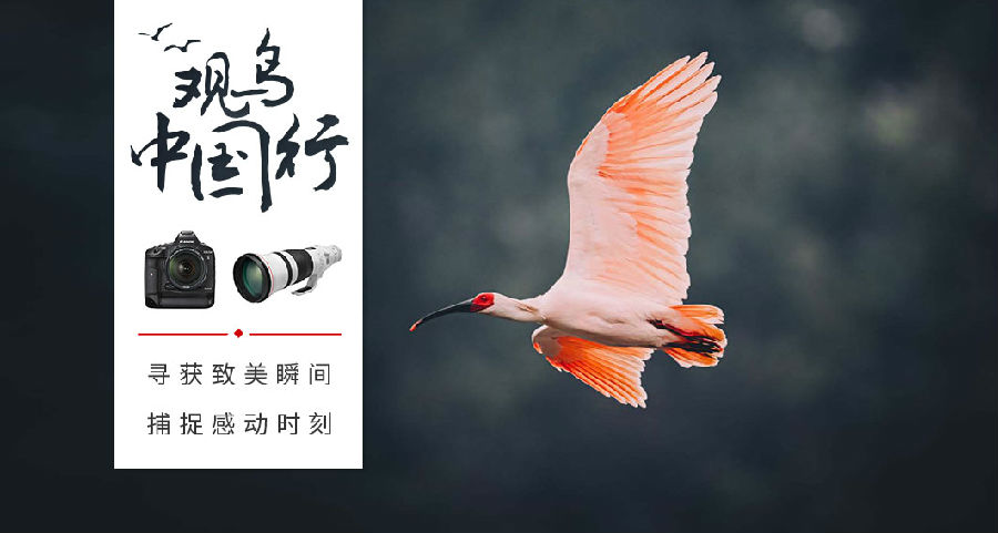 爱鸟网app下载 爱鸟网app下载