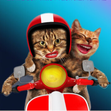 MiaowTalkè���㰲׿