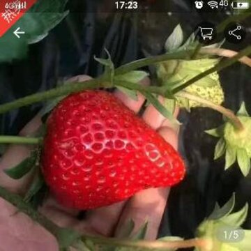 爱逛小牛 爱逛小牛