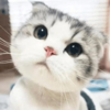 è�ﹷ�﷭��v1.0.0 ��׿��
