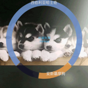 哈狗识别-识别狗狗品种软件 哈狗识别-识别狗狗品种软件