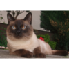 CAT CPU Tester(CPU��⹤��)v1.0 ��ɫ��