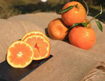 秋季摘橘子的发朋友圈的说说 晒摘橘子照片的文案